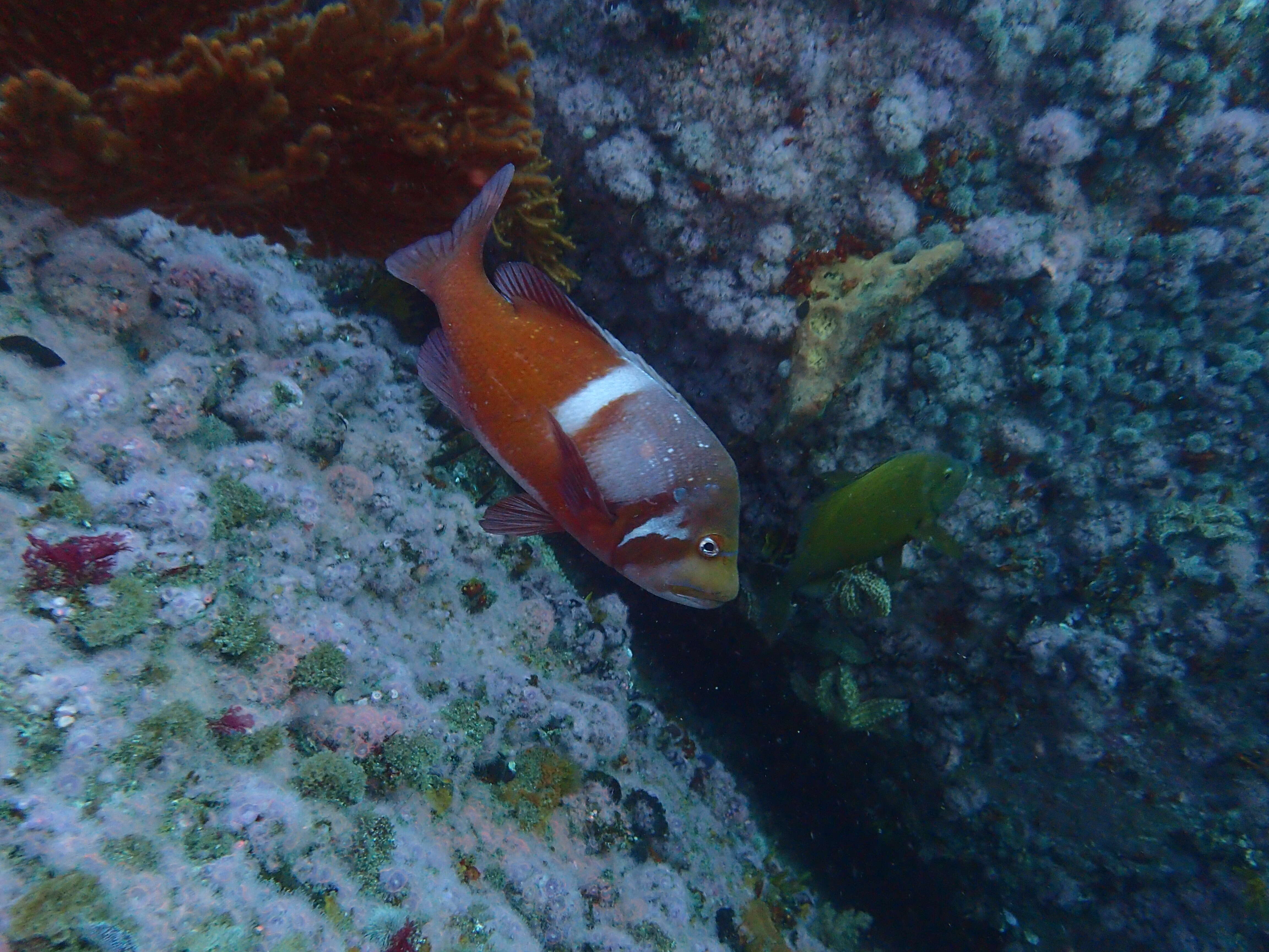 Image of Roman Seabream