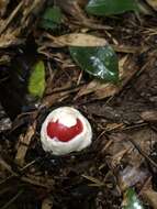 Image of Amanita hemibapha (Berk. & Broome) Sacc. 1887