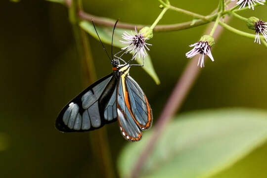 Imagem de Ithomia diasia Hewitson 1854