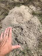 Image of Texas Pocket Gopher