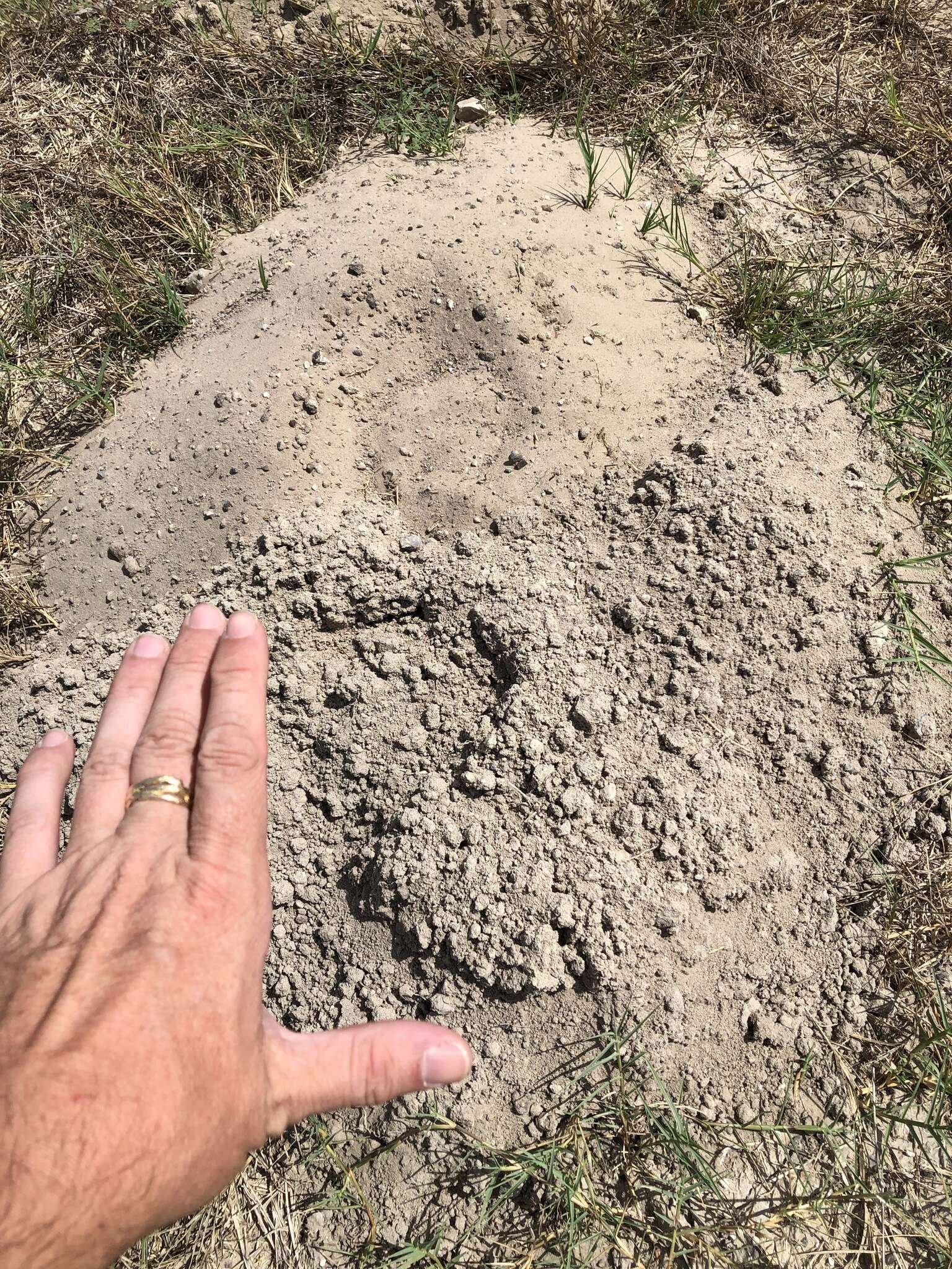 Image of Texas Pocket Gopher