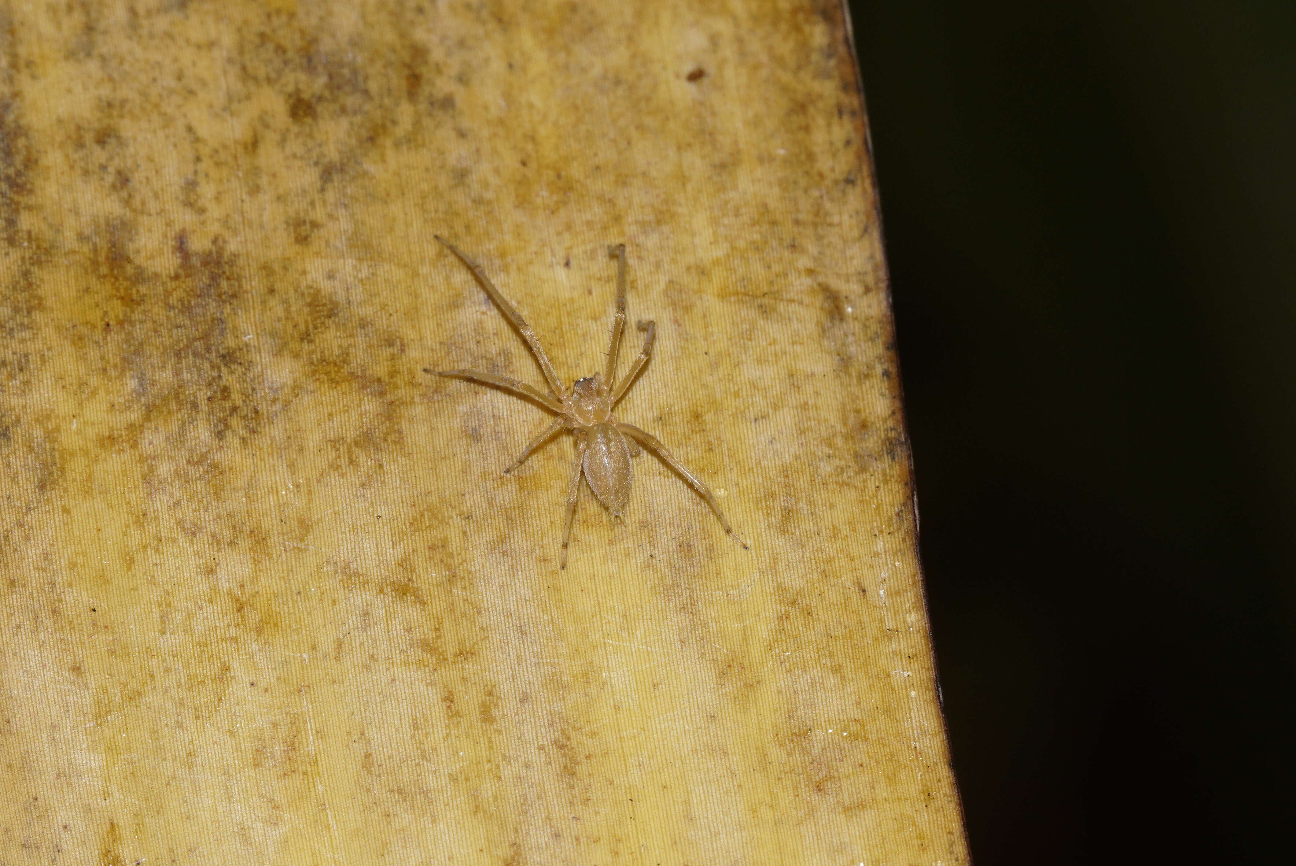 Слика од Cheiracanthiidae