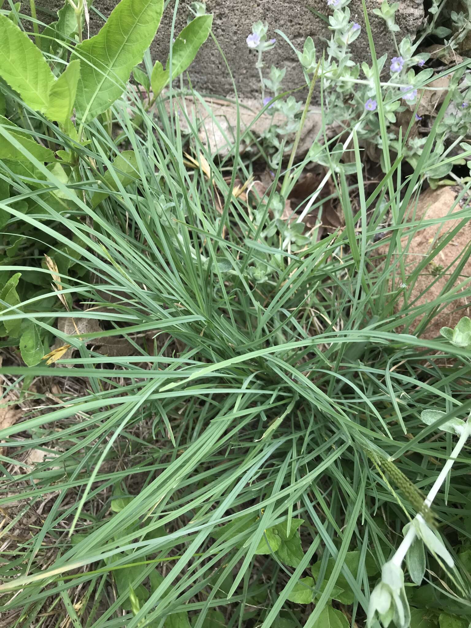 Image of slimspike windmill grass