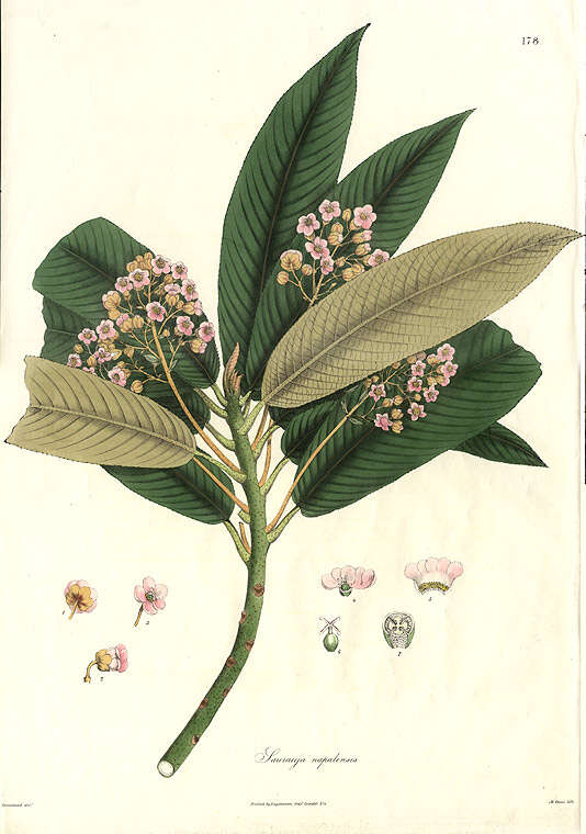 Image of Saurauia napaulensis DC.