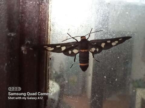 Image of Seven-spotted Handmaiden Moth