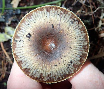 Image of Russula acrolamellata McNabb 1973