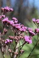 Image of deer-tongue