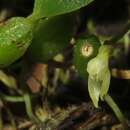 Слика од Bulbophyllum inconspicuum Maxim.