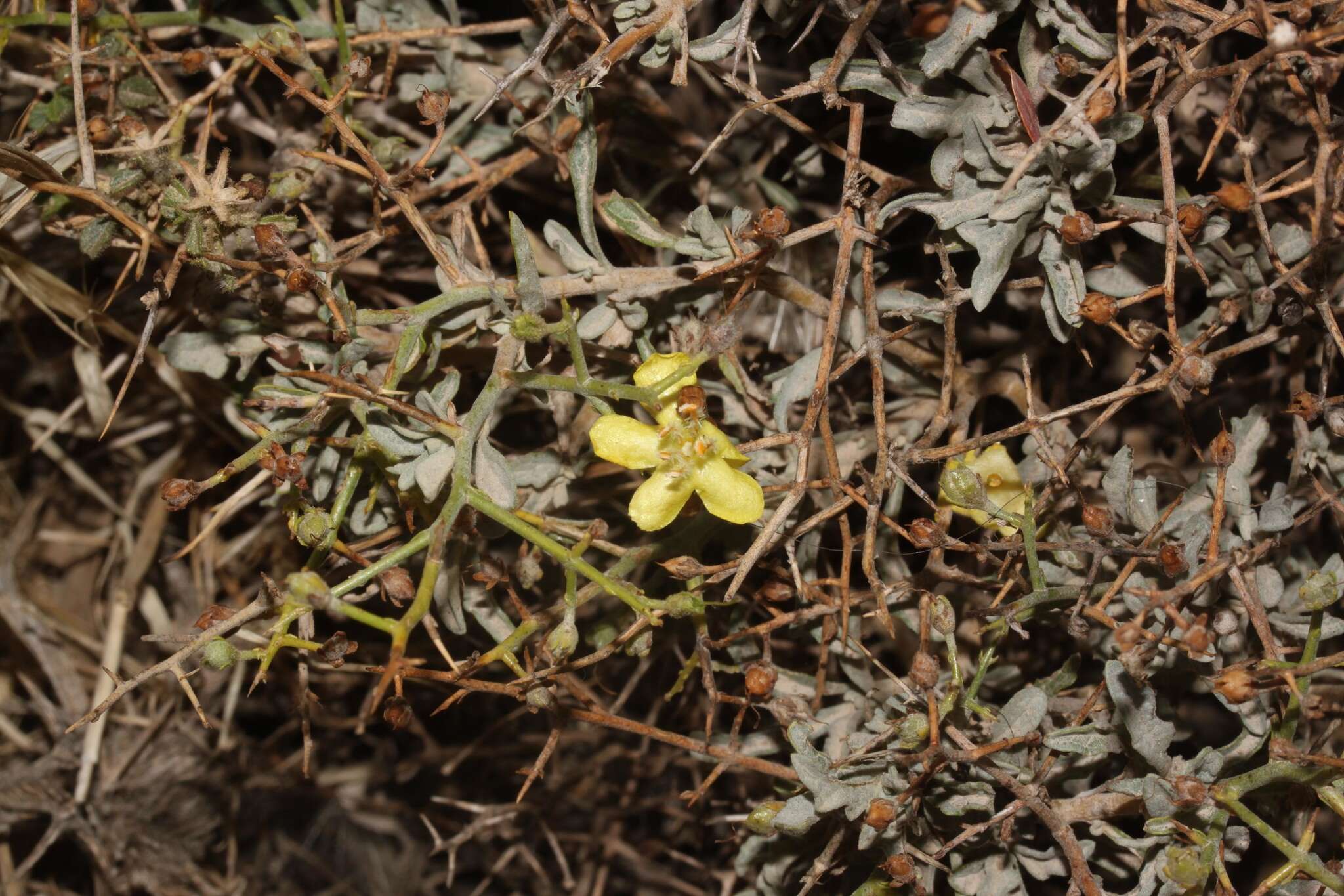 Image of Verbascum spinosum L.