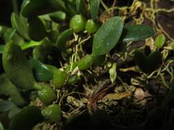 Imagem de Bulbophyllum inconspicuum Maxim.