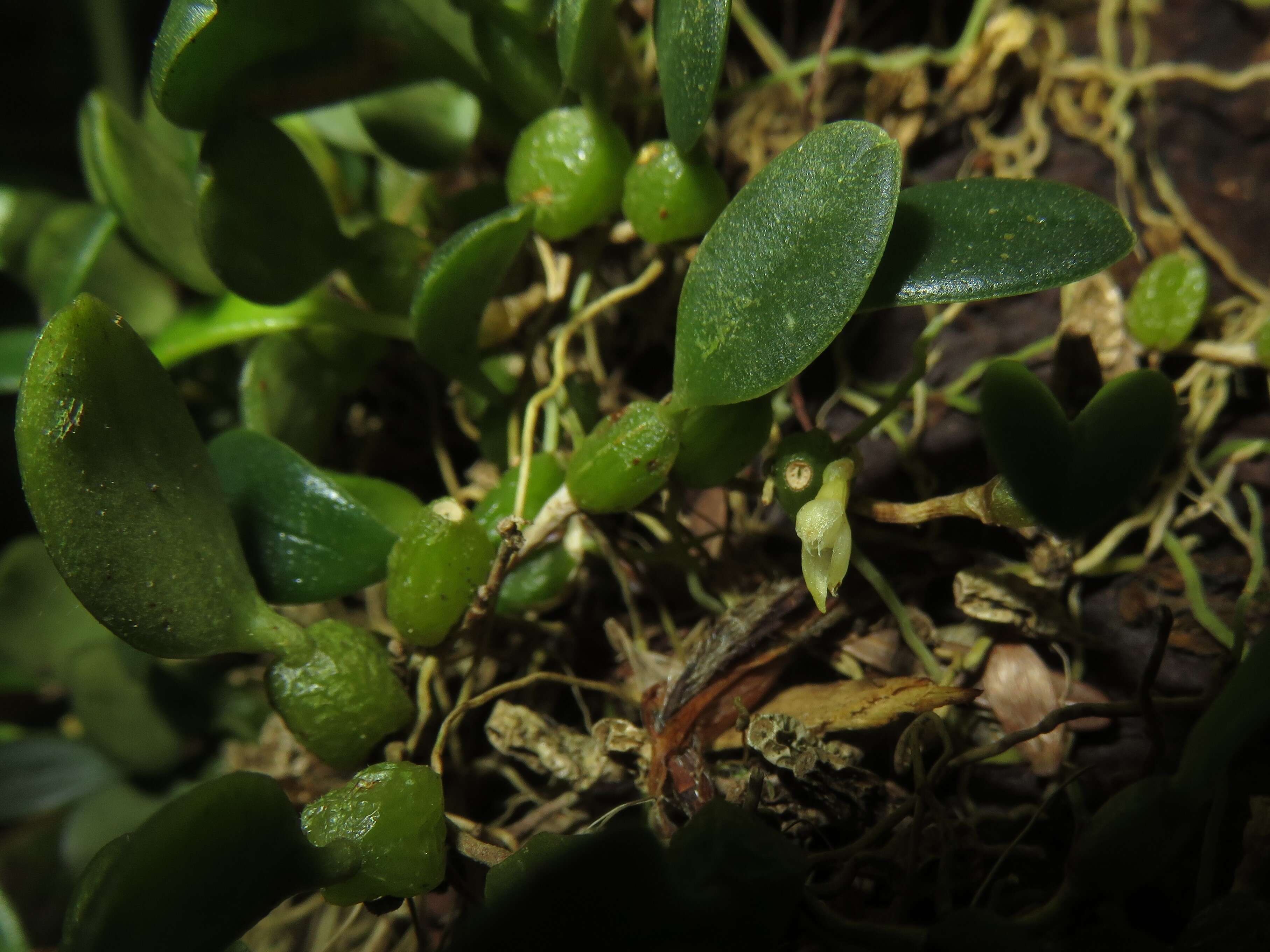 Imagem de Bulbophyllum inconspicuum Maxim.