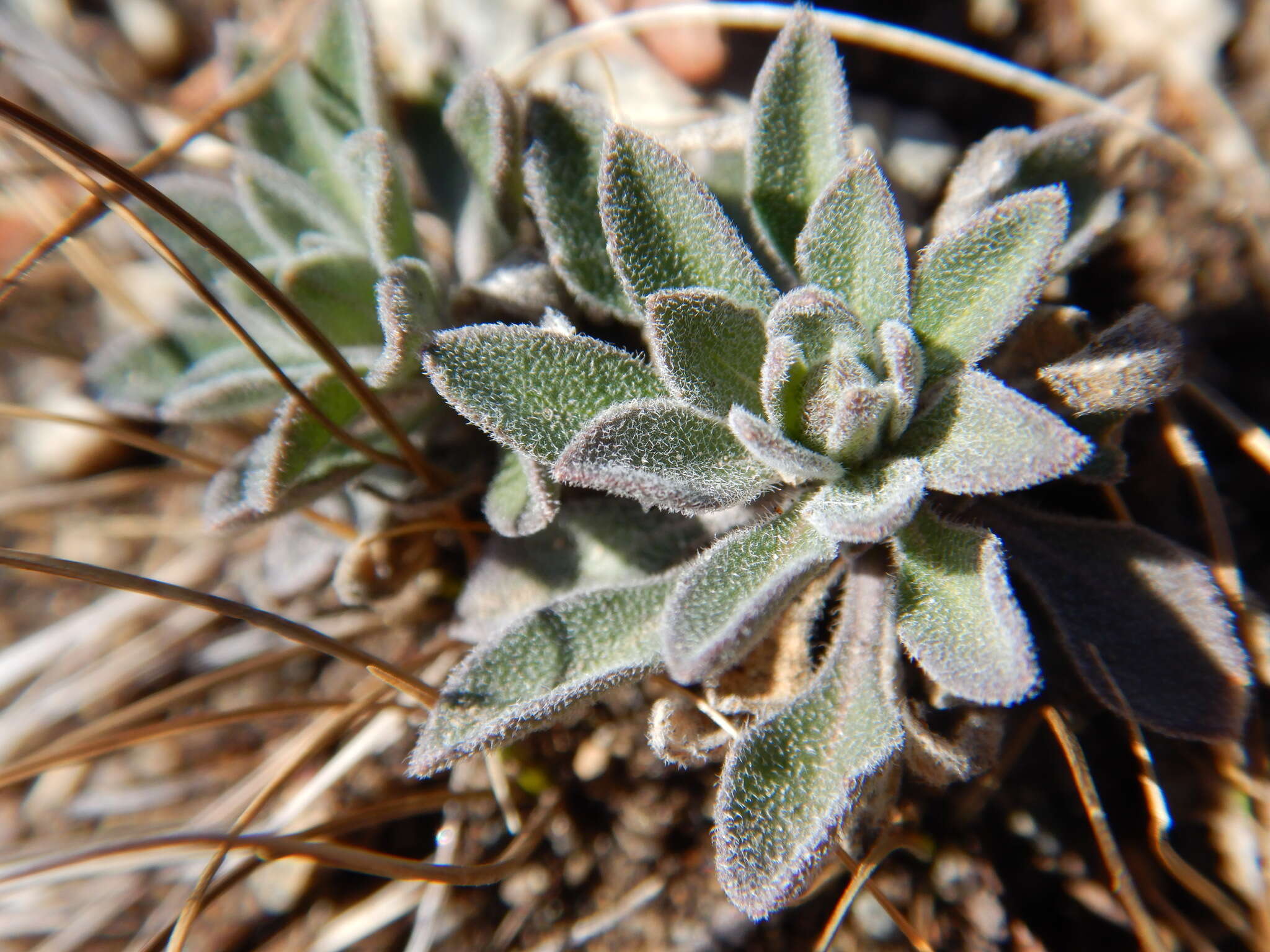 Image of Reflexed Rockcress