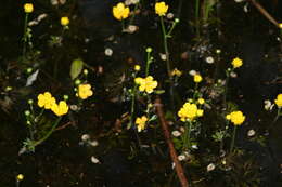 Image of yellow water buttercup