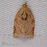 Image of Appleleaf-curling moth