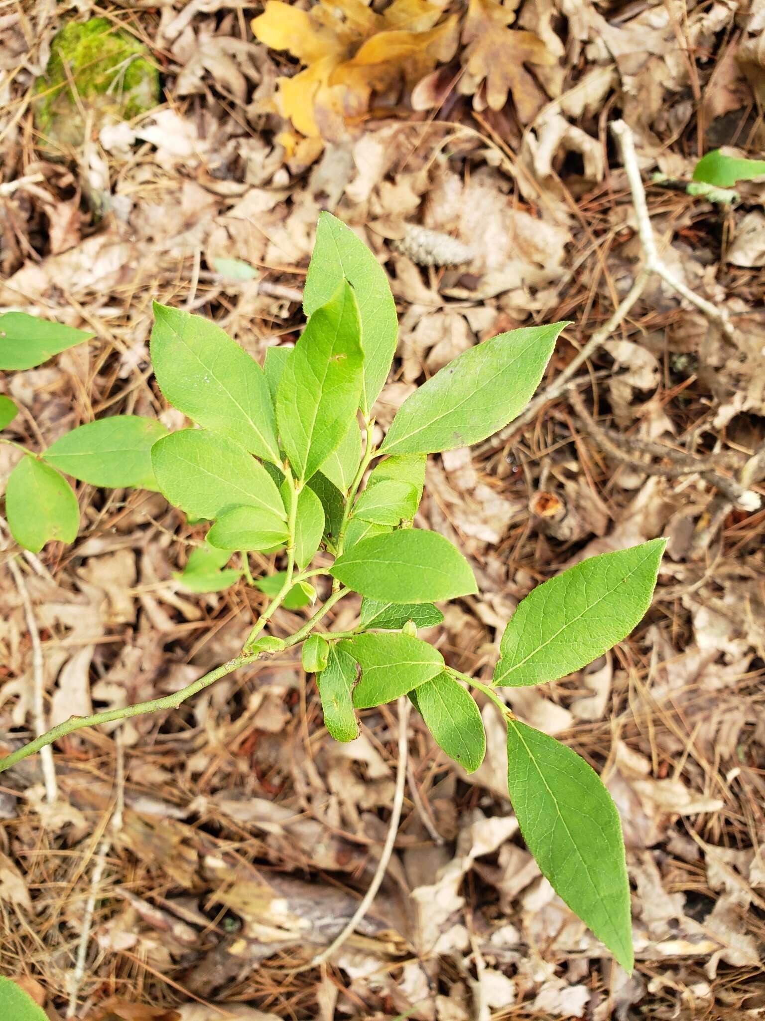 Image de Vaccinium virgatum Ait.