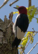 Image of Red-headed Woodpecker