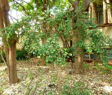 Image of Dune myrtle