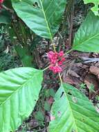 Image of Pentagonia macrophylla Benth.