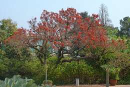 Erythrina falcata Benth. resmi