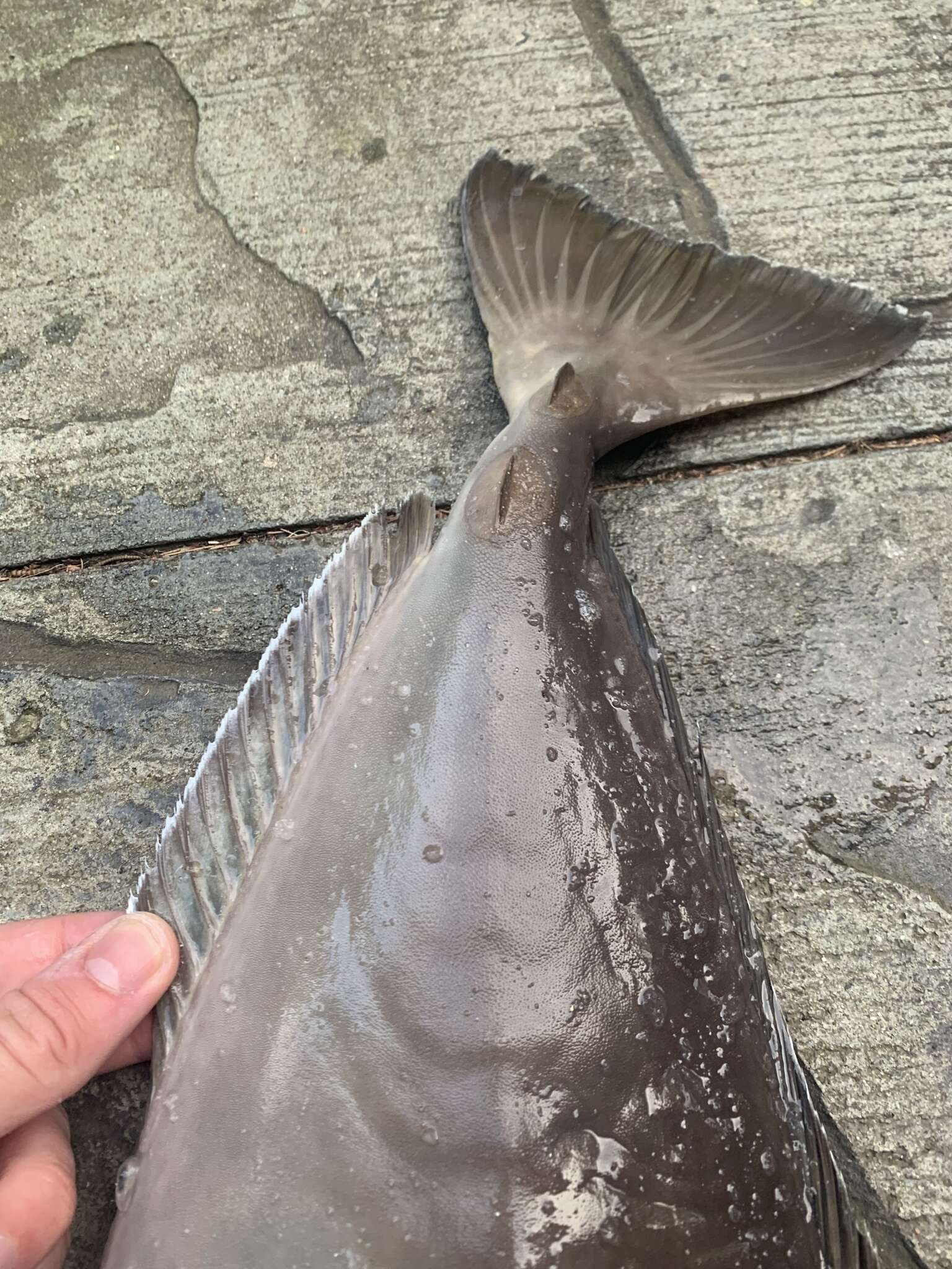 Image of Squarenose Unicornfish