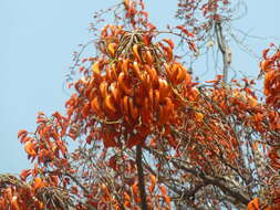 Erythrina falcata Benth. resmi