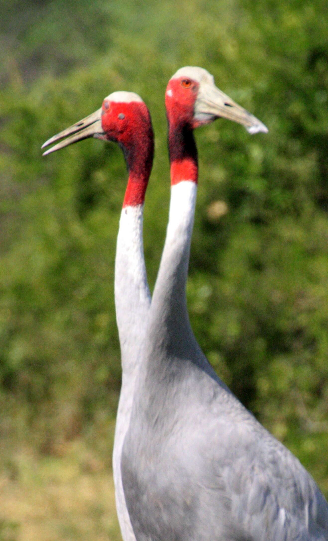 Image of Sarus Crane