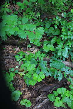 Image of Sanicula chinensis Bunge