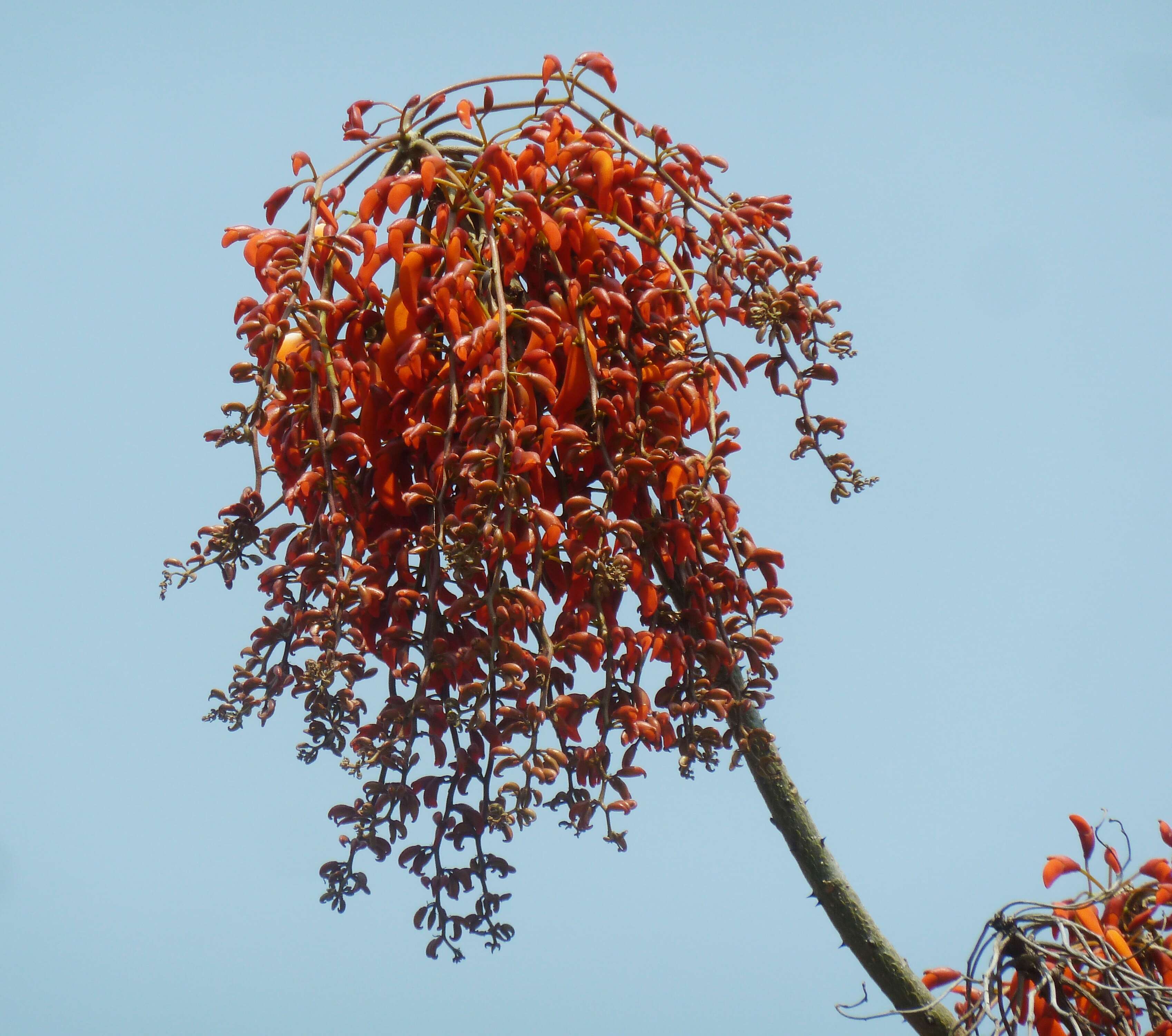 Erythrina falcata Benth. resmi