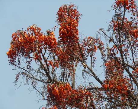 Erythrina falcata Benth. resmi