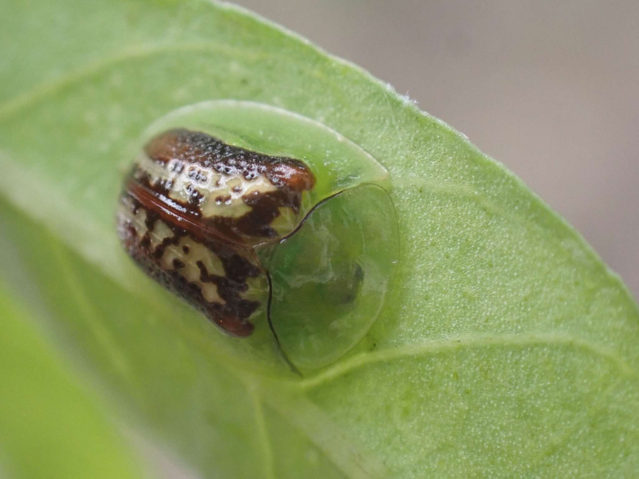 Image of Cassida (Crepidaspis) compuncta (Boheman 1855)