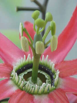 Image of passionflower