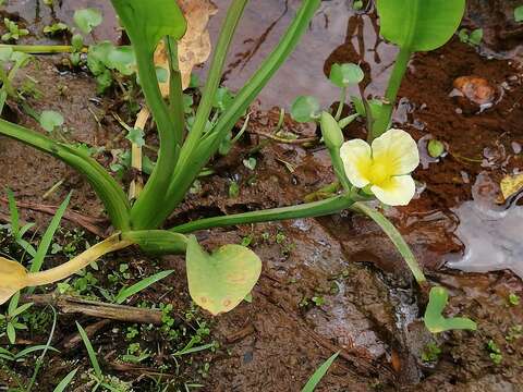 Image of velvetleaf