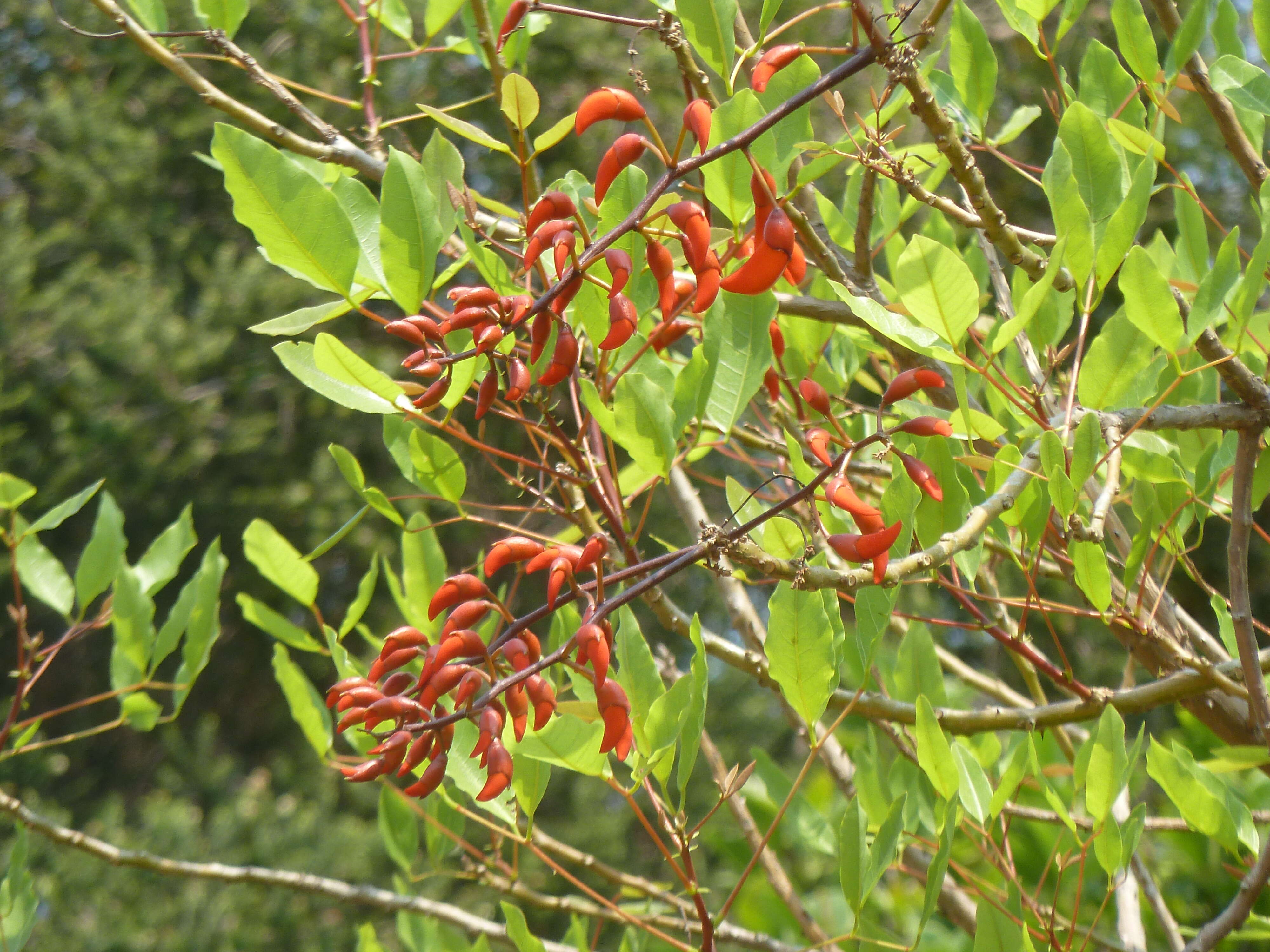 Erythrina falcata Benth. resmi