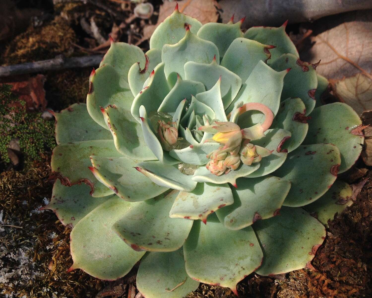 Image of hens and chicks