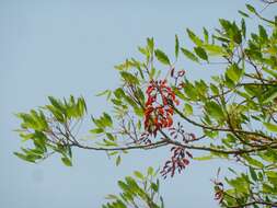 Erythrina falcata Benth. resmi