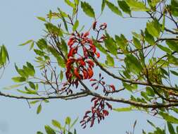 Erythrina falcata Benth. resmi