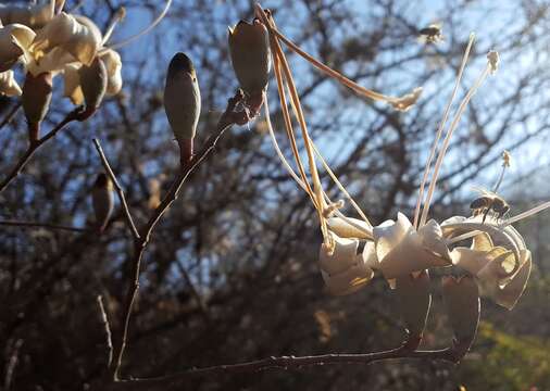 Image of Ceiba aesculifolia subsp. parvifolia (Rose) P. E. Gibbs & Semir