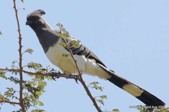 Image of White-bellied Go-away-bird