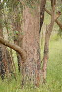 Image of Eucalyptus radiata subsp. radiata