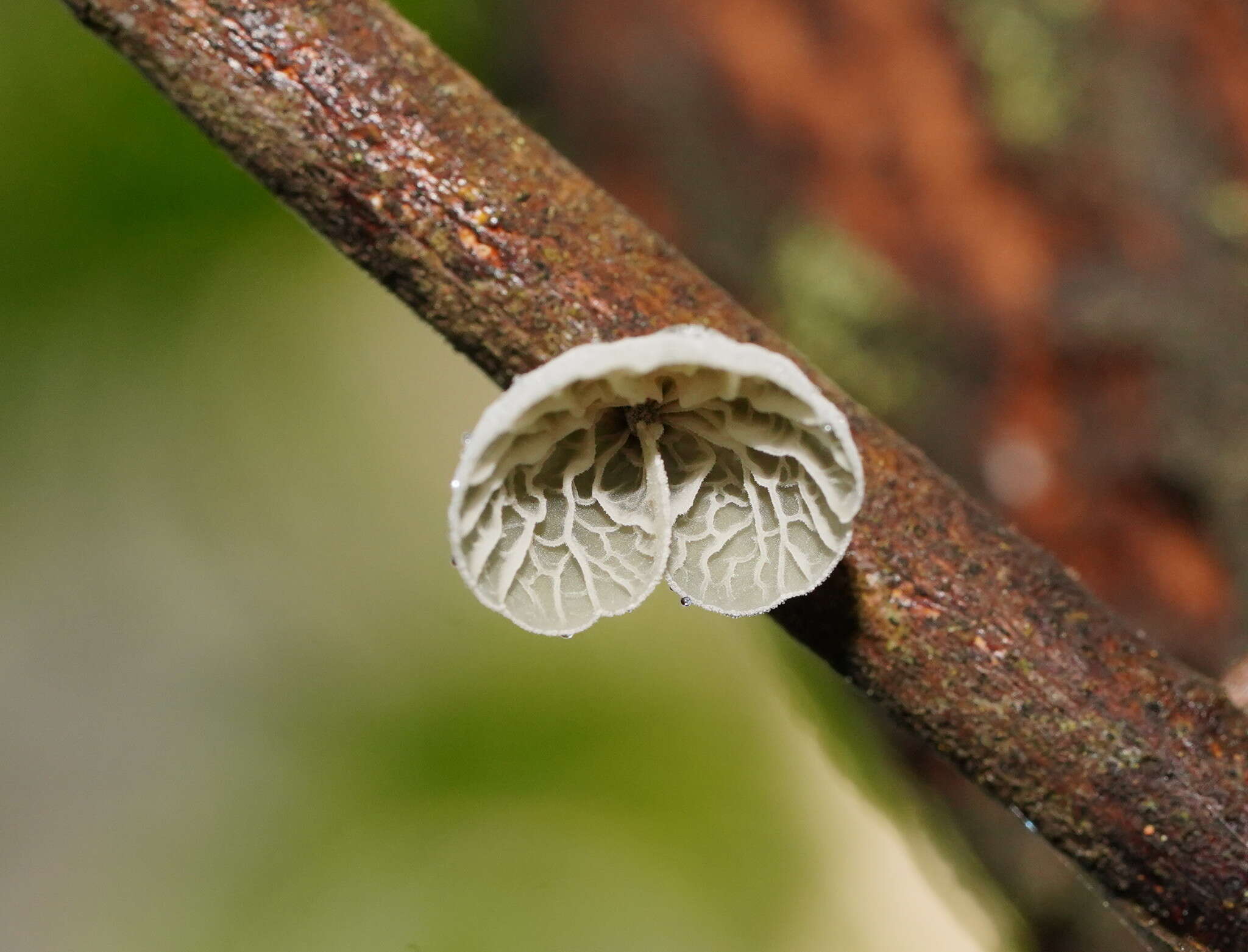 Image of Tetrapyrgos olivaceonigra (E. Horak) E. Horak 1987