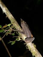 Image of Santa Rita beaked toad