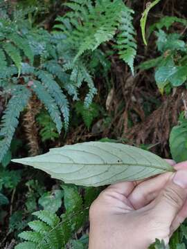 Imagem de Hemiboea bicornuta (Hayata) Ohwi