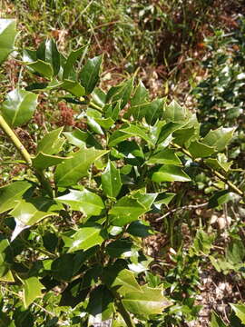 Image of Ilex colchica Pojark.