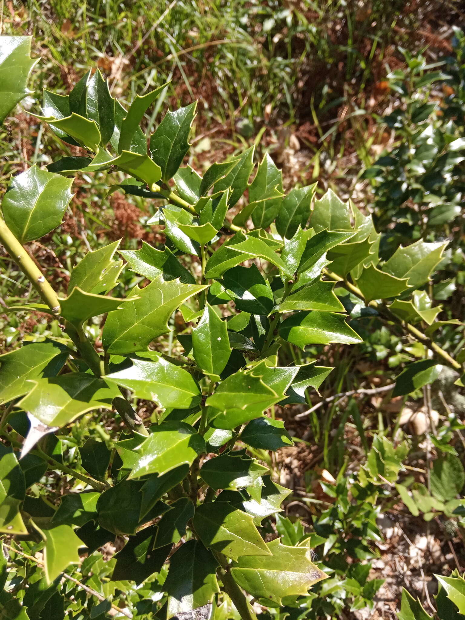 Imagem de Ilex colchica Pojark.