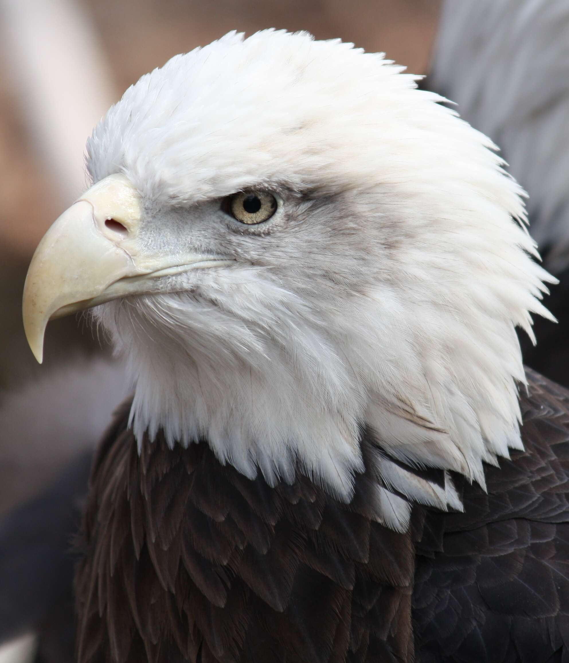 Image of Bald Eagle