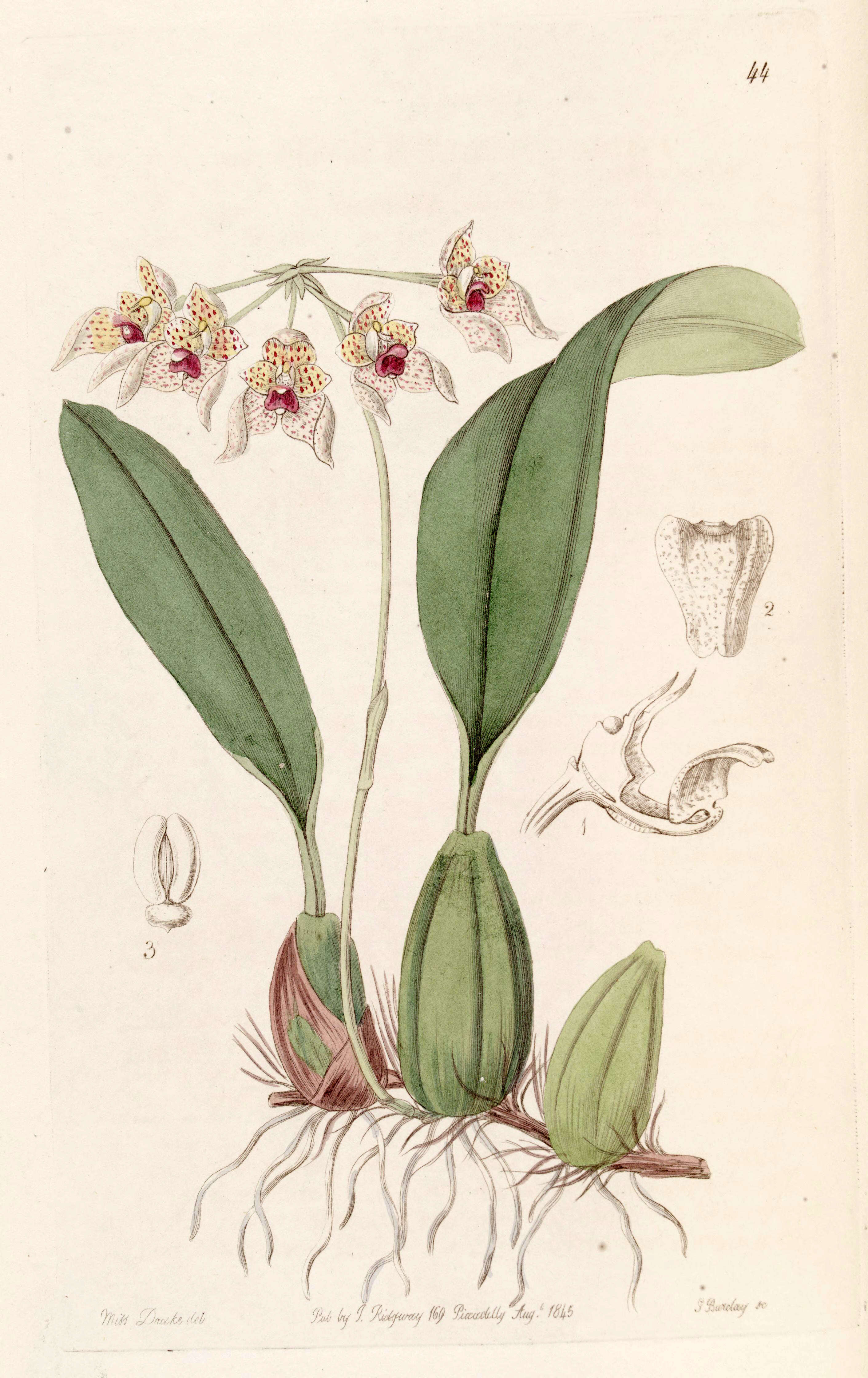 Image of Bulbophyllum umbellatum Lindl.