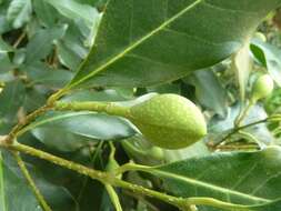 Image of Noronhia foveolata (E. Mey.) Hong-Wa & Besnard