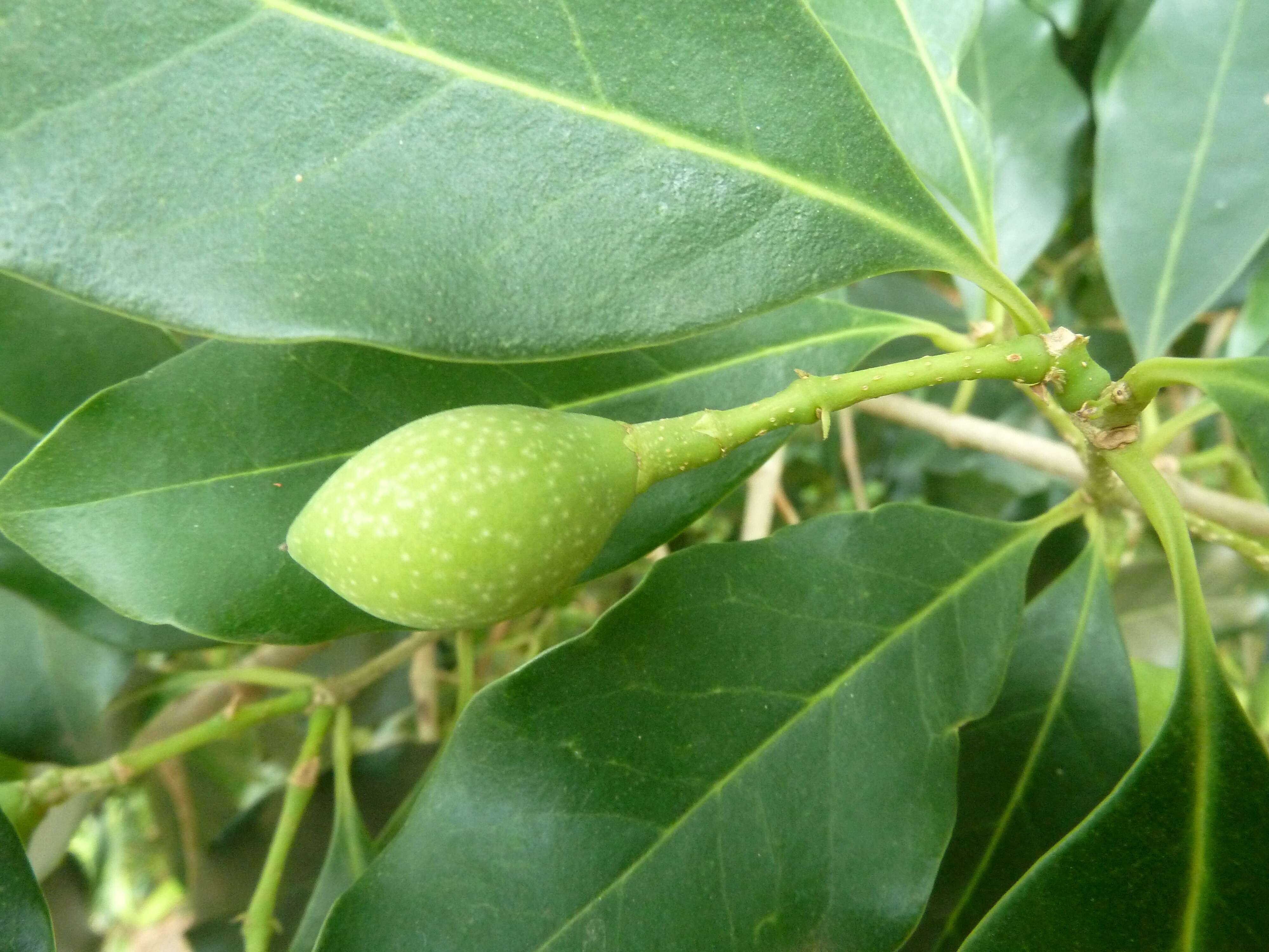 Image of Noronhia foveolata (E. Mey.) Hong-Wa & Besnard