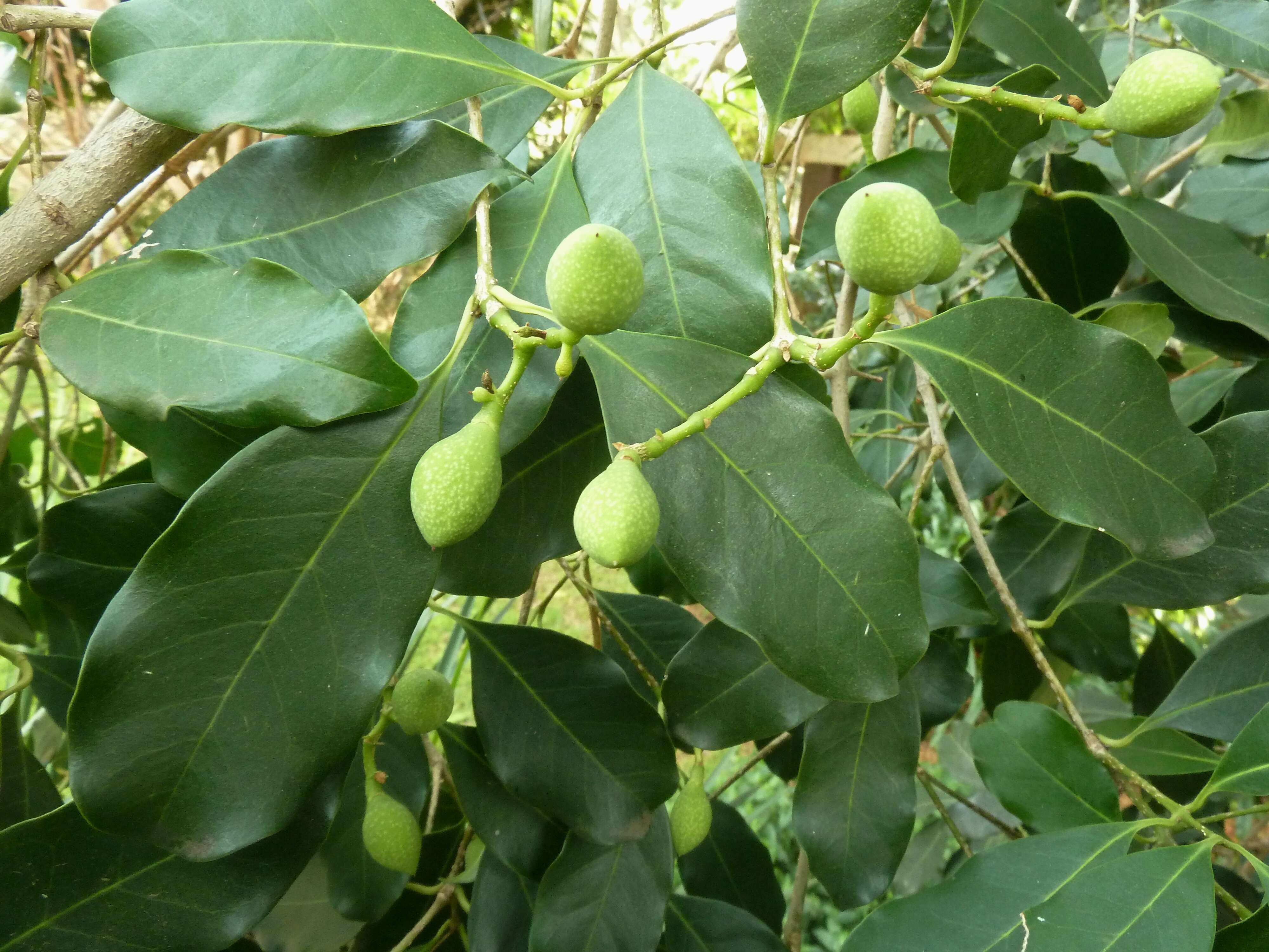 Image of Noronhia foveolata (E. Mey.) Hong-Wa & Besnard