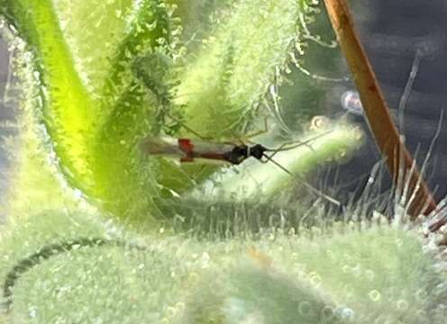 Слика од Tupiocoris californicus (Stal 1859)